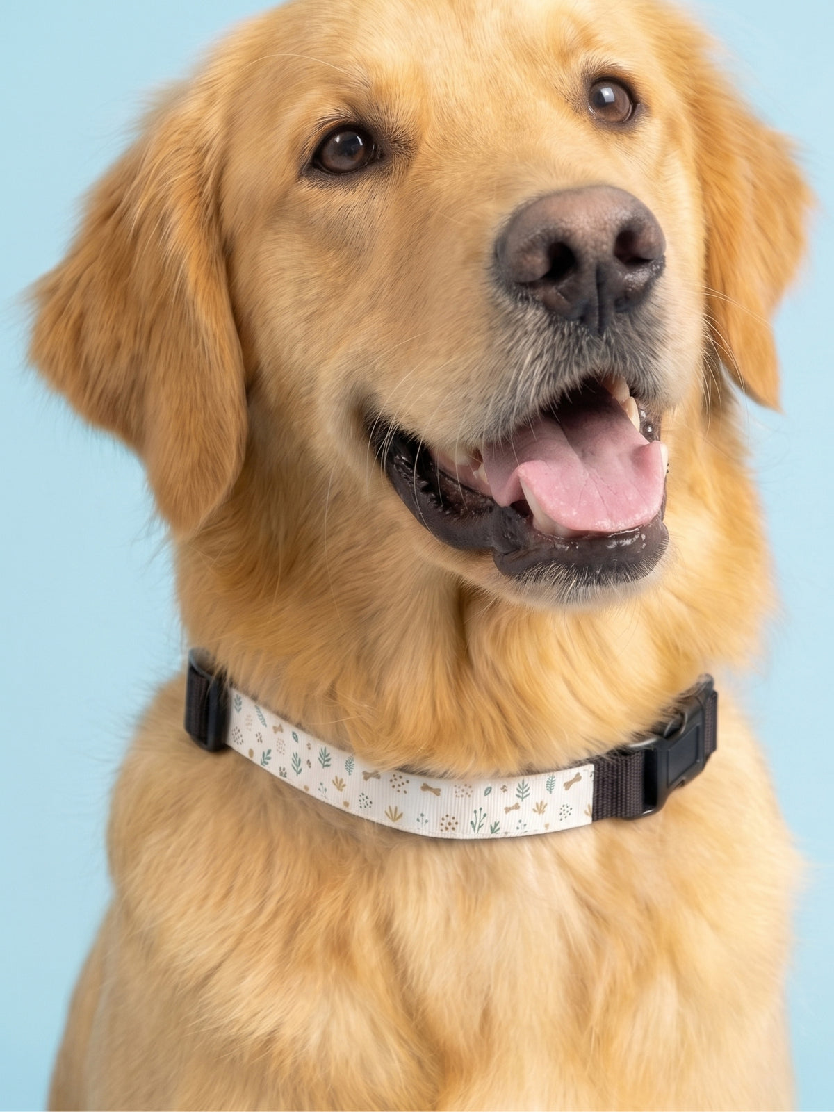 Create Your Own Pet Collar Design
